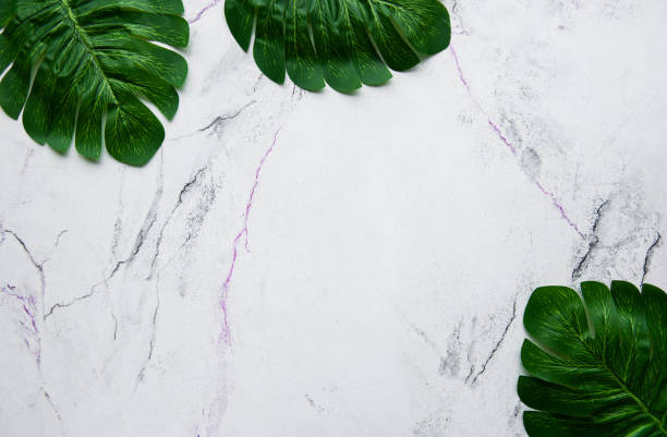 istock Monstera leaves on a marble background 1087757714