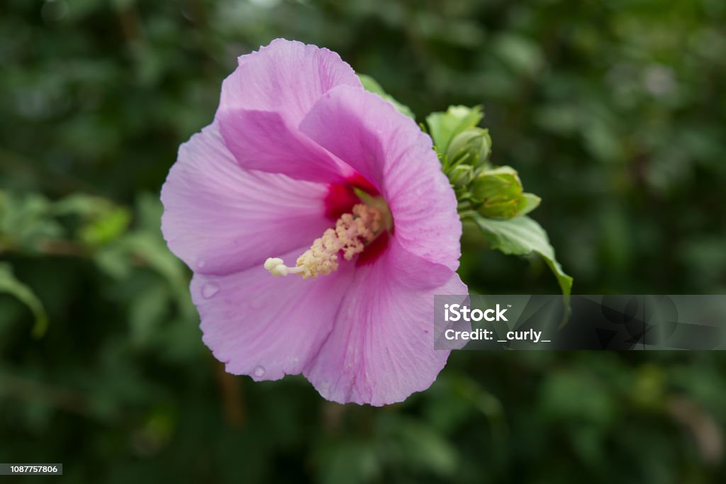Purple hibiscus in bloom on the green bush Rose Colored Stock Photo