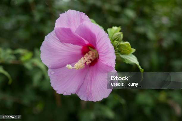 Purple Hibiscus In Bloom On The Green Bush Stock Photo - Download Image Now - Rose Colored, Sharon Plain, Beauty