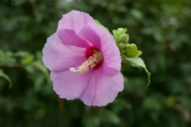 Purple hibiscus in bloom on the green bush