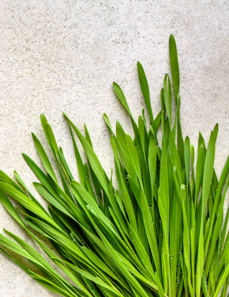 fresh green barley grass, detox superfood concept - barley grass seedling green imagens e fotografias de stock