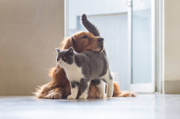 20,480 Funny Cat Dog Stock Photos, Pictures & Royalty-Free Images - iStock
