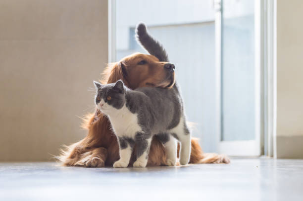 20,480 Funny Cat Dog Stock Photos, Pictures & Royalty-Free Images - iStock 20,480 Funny Cat Dog Stock Photos, Pictures & Royalty-Free Images - iStock