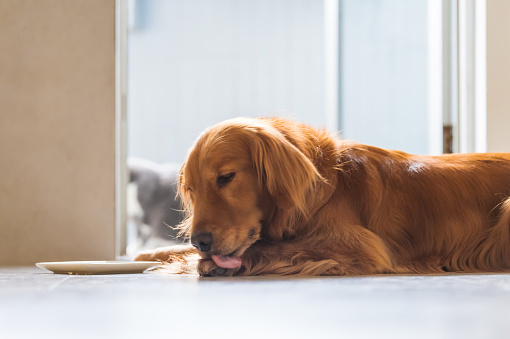 The Golden Retriever Dog is lying on the ground licking his paws.