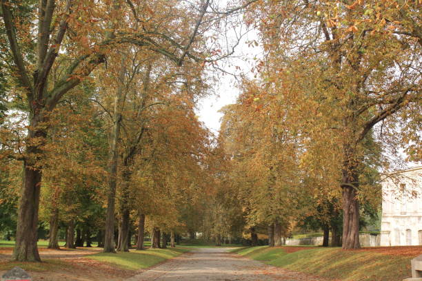 istock Autumn season with yellow tree 1087764742