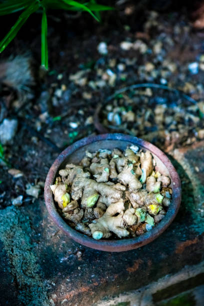 Images of exotic foods