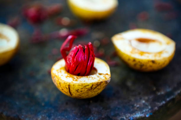 Ucuuba Nut Butter used in skin care remedies.