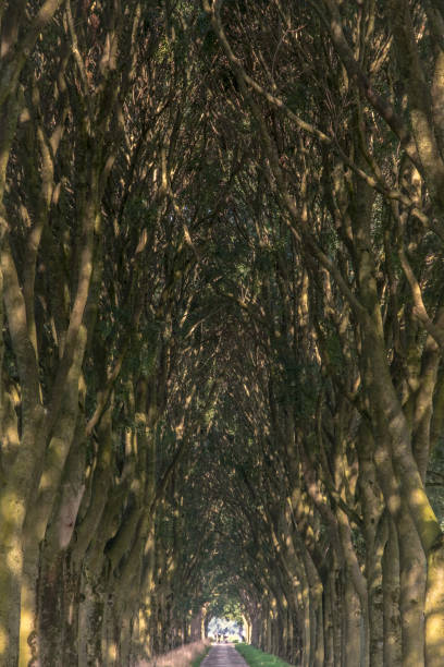 A road with trees stock photo