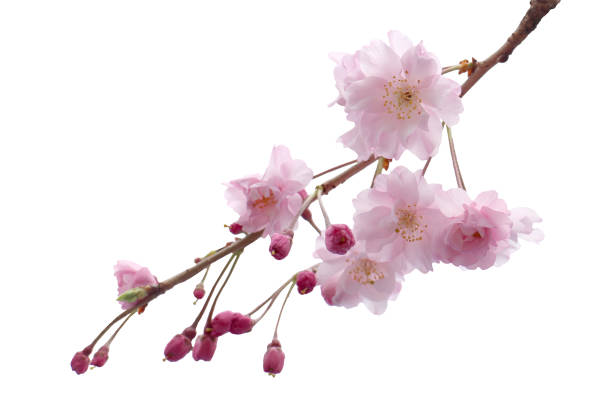 istock Full bloom sakura flower tree isolated with clipping path 1087780124