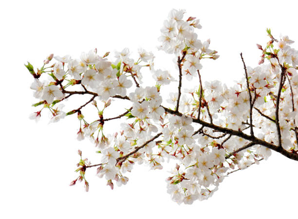istock Full bloom sakura flower tree isolated, white japan flora bush 1087780240