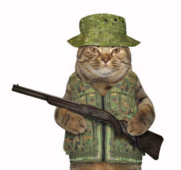 istock Cat ranger with a rifle 1087781740