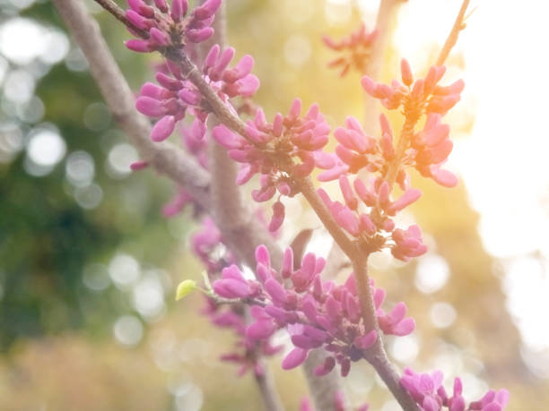 розовый цветок сак ура валентина фон, пастельные флоры пыльцы любви фон, полное цветение весной фиолетовый цветочный баннер, сладкий цвет в� - cherry valentine стоковые фото и изображения