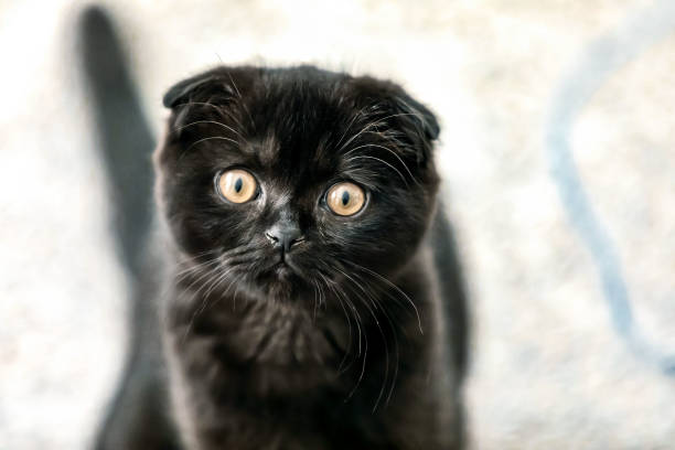 メガネ・老眼鏡 The Black Cat SCOTTISH FOLD glasses TheBlackCat]SCOTTISH FOLD | KOBUNSHA SELECT SHOP | [TheBlackCat