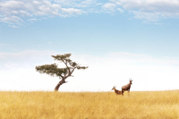 A pair of topi keep watch from an elevated mound in the Masai Mara. A lone acacia tree is on the horizon. The topi, Damaliscus lunatus jimela, is declining in numbers and considered vulnerable
