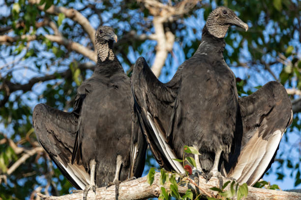 istock Vultures in Everglades National Park in Florida, U.S. 1087796242