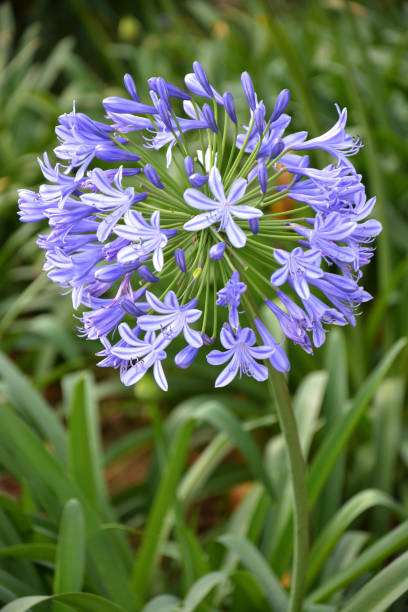istock Blue flowers in the garden 1087797512