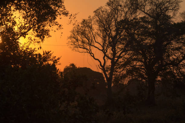 Sunset in The Pantanal, Brazil