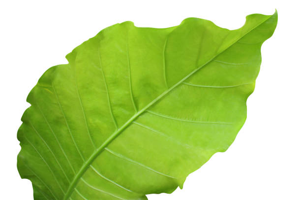 istock Big glossy green leaf isolated on white with clipping path 1087803208