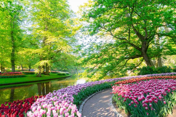 fresh lawn with flowers fresh spring lawn with blooming flowers and green grass, water spring in background keukenhof gardens stock pictures, royalty-free photos & images