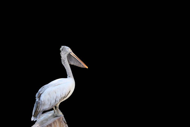 istock The pelican perch on the timber isolate on black background. Clipping path. 1087809574