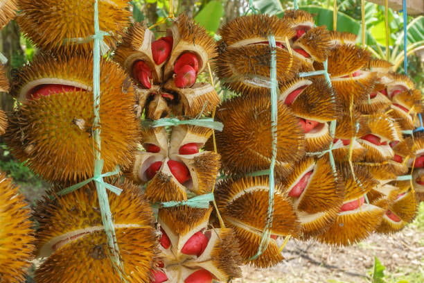 Red color durian stock photo