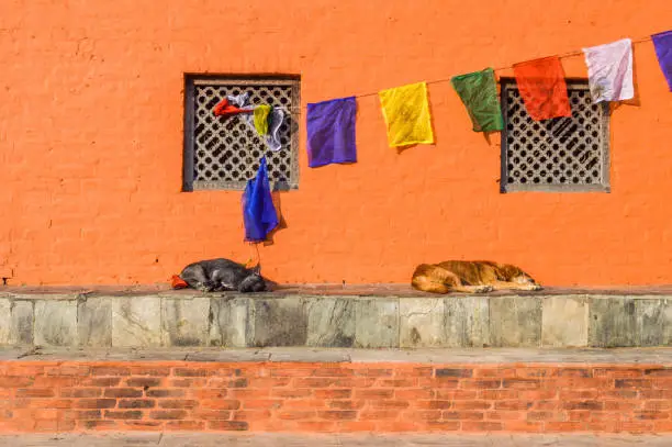 two sleeping dogs at a Buddhist Temple in Nepal