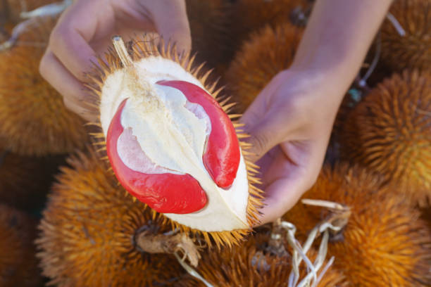 Red color durian stock photo