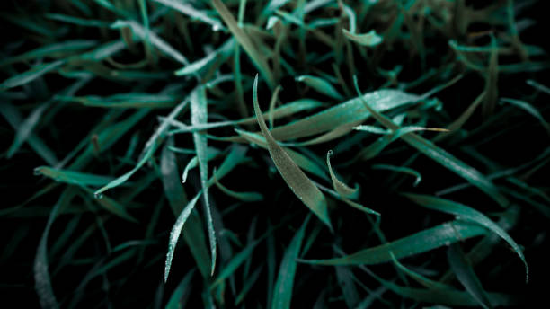 istock Close Up of Fresh Green Grass with Dew at Dawn 1087817588