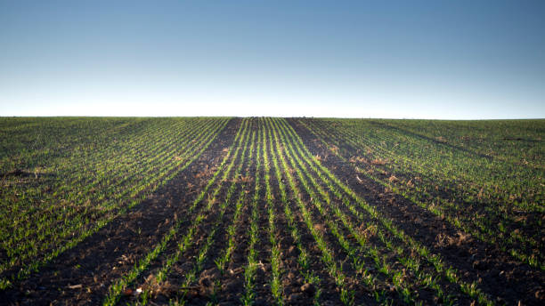 istock Agriculture plant rows at dawn 1087817604