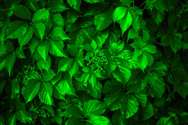 istock Background made of fresh green leaves toned Chartreuse color. Green dynamic backdrop. 1087821412