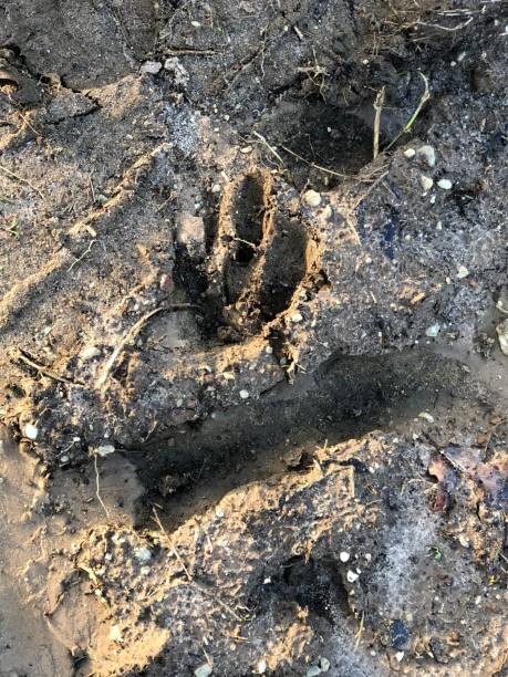 istock animal print in the mud 1087821610