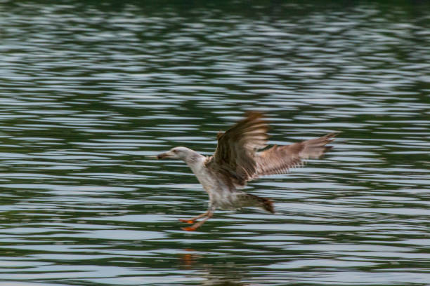 istock Seagull Preparing for Landing on Water 1087825106