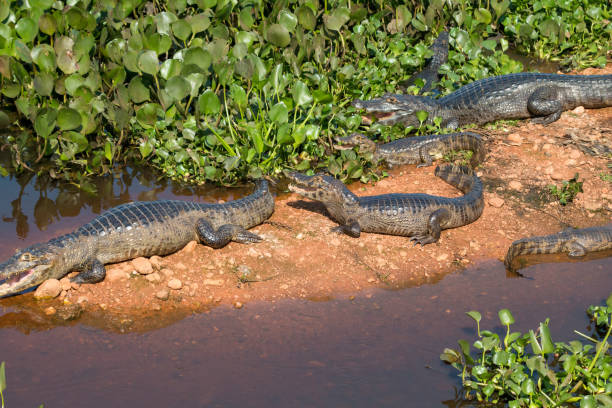 istock Caiman in The Pantanal, Brazil 1087826044