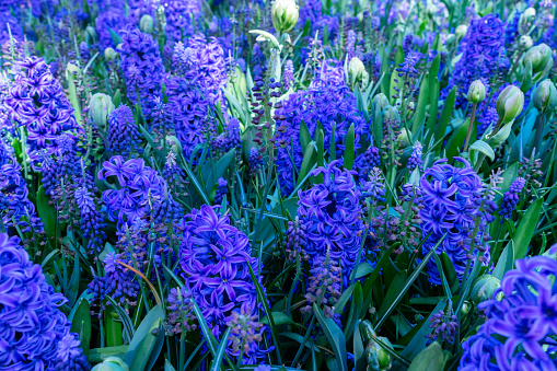Intence blue hyacinth flowers spring background close up