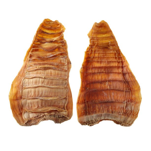 istock Separated on white background of dried bamboo shoots 1087826286