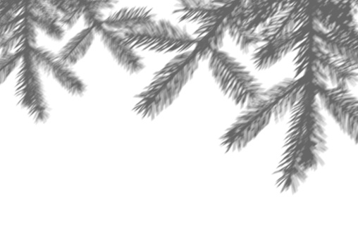 Winter background of shadows branch of fir tree on a white wall. White and Black for overlay a photo or mockup.