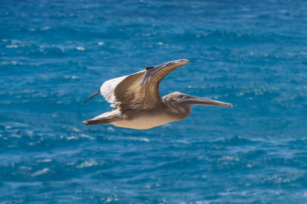 grand gosier (brown pelican) flying over sea - pelican landing imagens e fotografias de stock