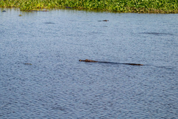 istock Caiman in The Pantanal, Brazil 1087829610