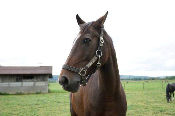 istock The brown horse 1087833178