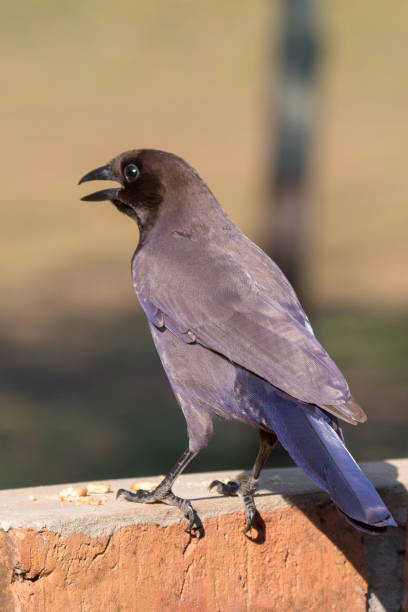 istock Purplish Jay in The Pantanal, Brazil 1087835978