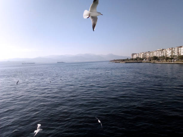 istock Seagulls flying in the sky over the sea 1087836144