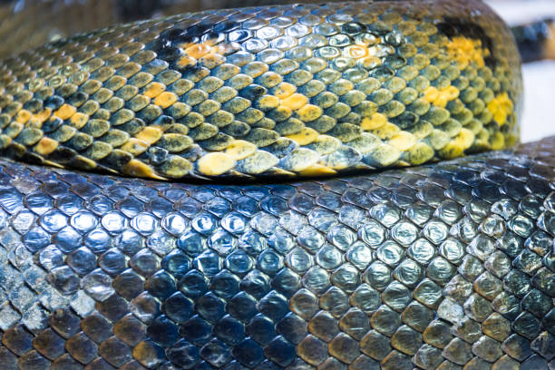 istock Green Anaconda Snake 1087837304