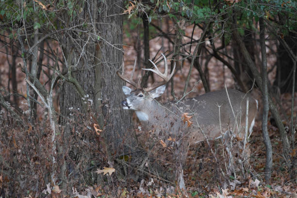 istock white-tailed deer buck in the woods 1087837668