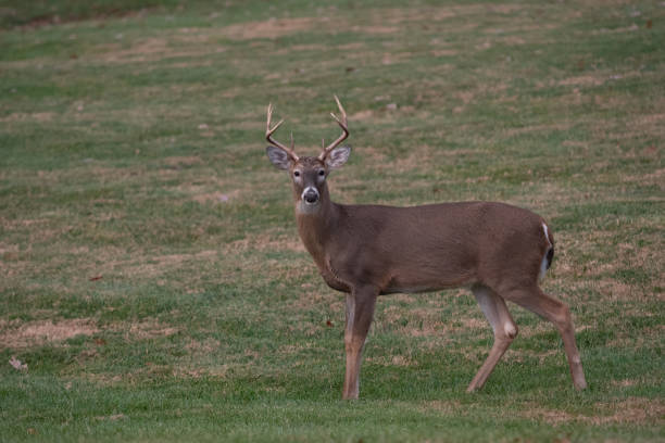 istock white-tailed deer buck walking through a meadow 1087837820