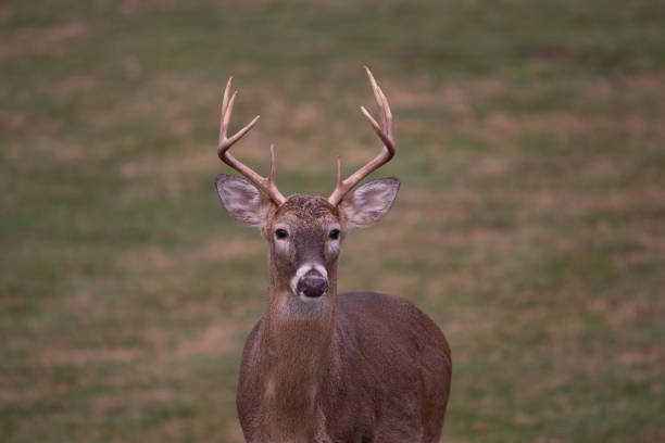 istock white-tailed deer buck walking through a meadow 1087837850