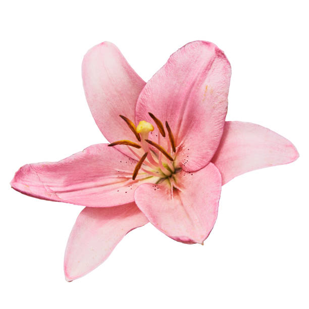 istock Pink lily (Latin Lilium). Isolated on white background 1087839508