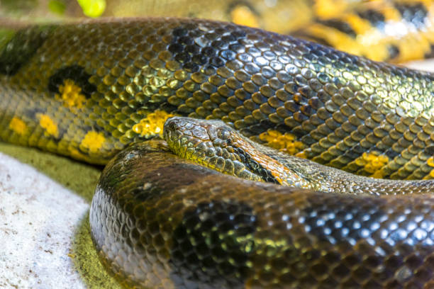 istock Green Anaconda Snake 1087839870
