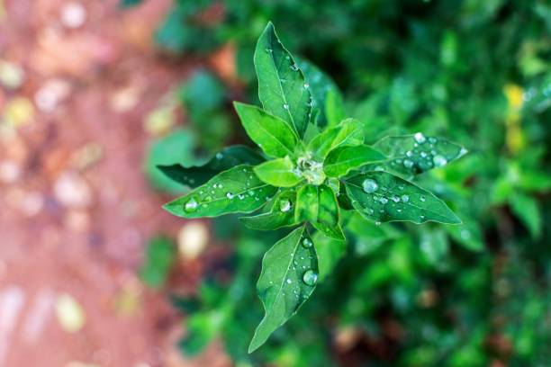 istock Green plant with raindrops. 1087840006