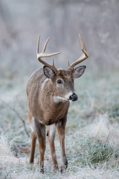 istock White-tailed deer buck in frost covered field 1087841728