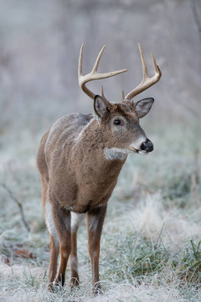 istock White-tailed deer buck in frost covered field 1087842084